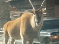 エランド (Eland) 東北サファリパーク Japan-SafariPark