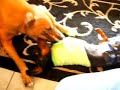 Miniature Dachshund vs American Pitbull Terrior Miniature Dachshund vs American Pitbull Terrior