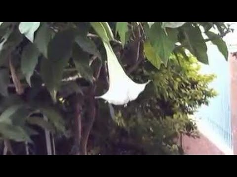 how to fertilize brugmansia
