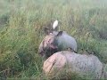 KAZIRANGA ELEPHANT SAFARI