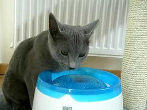 Cat Water Drinking Fountain 0 Cat Water Drinking Fountain