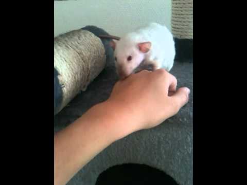Image de prévisualisation YouTube