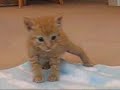 Unsteady Kitten