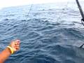 Porpoise in East Cape Mexico 1