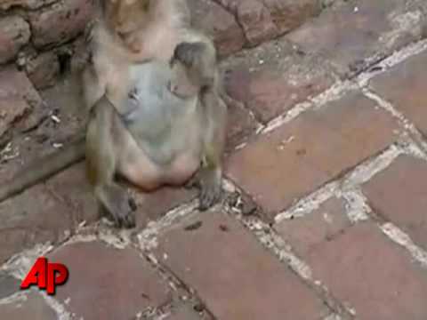 Raw Video: Monkeys Floss, With Human Hair