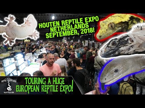 YouTube reptile video
