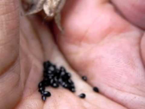 how to collect aquilegia seeds