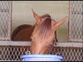 Thoroughbred Race Horse barn area - Ocala 2007 Thoroughbred Race Horse barn area - Ocala 2007
