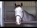 Thoroughbred Race Horse barn area - Ocala 2007