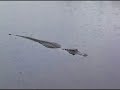 Everglades Overview