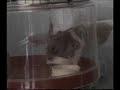 simon the hamster.avi