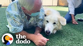 115-Pound Great Pyrenees Keeps Getting Adopted And Returned Until ... 😍 | The Dodo Adoption Day by The Dodo