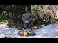 Astonished Tiny Kitten - Furball Pet Friends