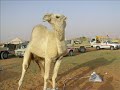 What is realy saudi arabia What is realy saudi arabia