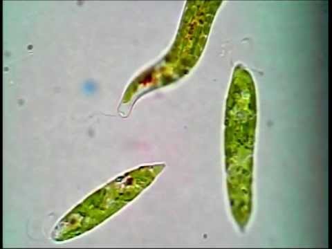 euglena research paper euglena research paper