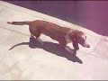 Mi Basset Hound Extli con su novia  Miriam.