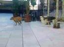 Betty and Precious playing Betty and Precious playing