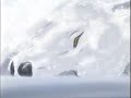 Wolf\
