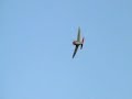 E-Flight P-47 Thunderbolt Ace E-Flight P-47 Thunderbolt Ace