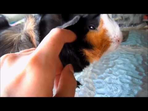how to care guinea pig babies