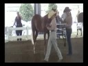 Chronicles of Chase -- Delaware LL Futurity