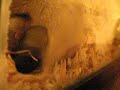 Baby Gerbils at 7 days - Nursing