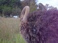 Real Turkey.AVI