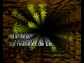 Intro-Repor-Marihuan
