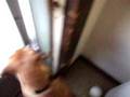 Puggle cocks head