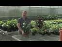 Container Gardening : Container Garden Color