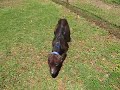 Emaciated Pit Bull from Drug Raid Pensacola, FL