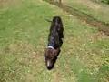 Emaciated Pit Bull from Drug Raid Pensacola, FL