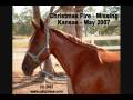 videos de Horses Enjoying Christmas