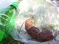 Comiendo Chorizos