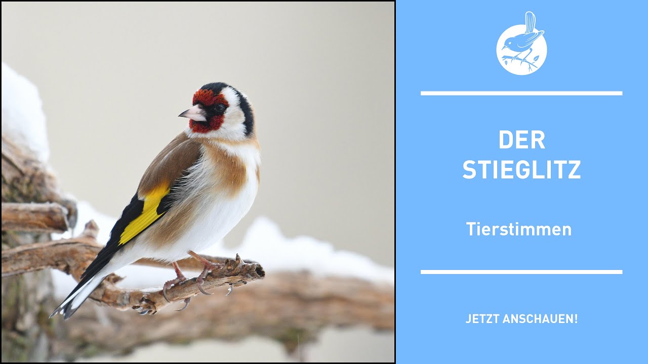 Vogelstimmen: Der Stieglitz - Goldfinch - Carduelis carduelis (4k)