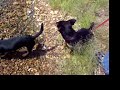 Our big dogs