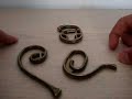Hanayama Cast Enigma Puzzle Solution