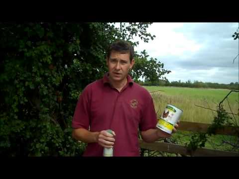 how to administer quail eggs