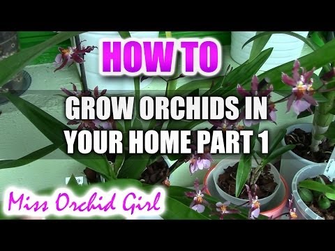 how to grow orchids