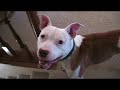 Introducing WallaceThePitBull.com