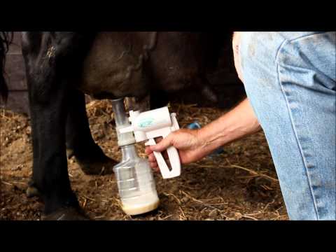 how to cure mastitis in ewes