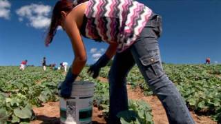 Fingers to the Bone: Child Farmworkers in the US