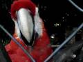 videos de flirting parrot el salvador