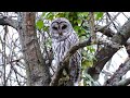 Barred owl