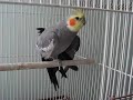 My Cockatiel My Cockatiel