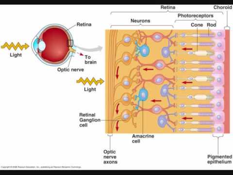 Retina - Describes in a bit of detail the retina of the human (vertebrate) eye.