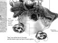Evidence for the Unidentified Flying Humanoids UFH UFO Part2