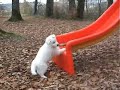 White Shepherds at the age of 8 Weeks



White Shepherds 6 Weeks