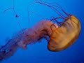 the jellyfish dance