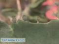 Plant Reproduction: Asexual Reproduction (Britannica.com)